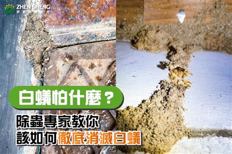 如何判斷白蟻|先發制蟲！專家教你白蟻檢測和預防重點